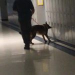 German Sheppard Narcotics Detection dog going through school lockers